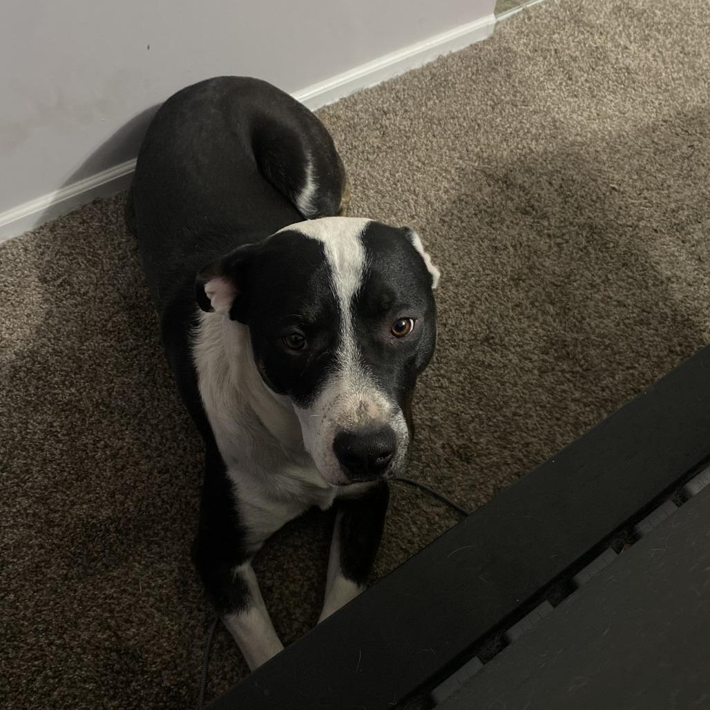 Groot, Adoptable, Adult Male Pit Bull Terrier & Collie.