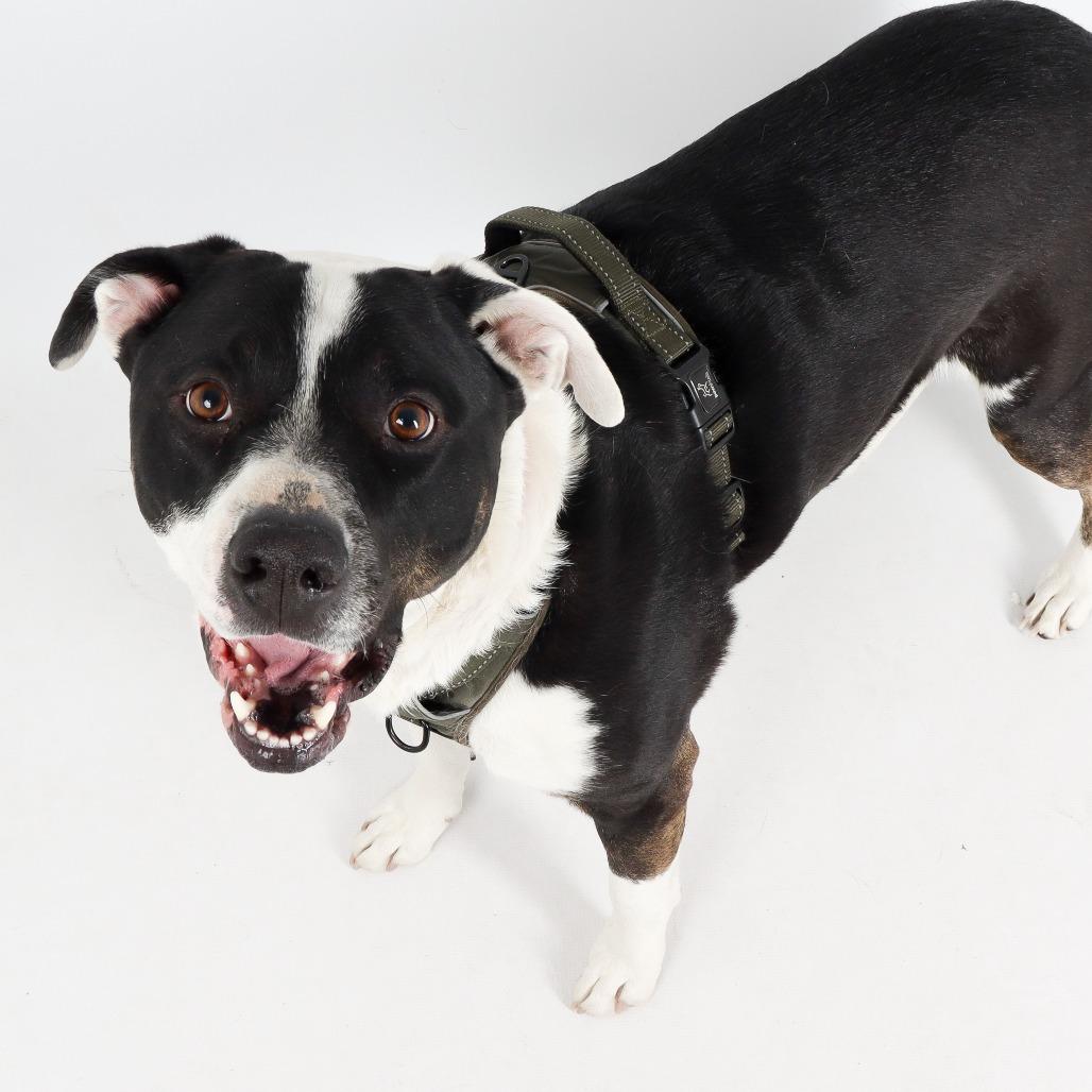 Groot, a Adoptable mixed breed in Murray, UT image 2/4
