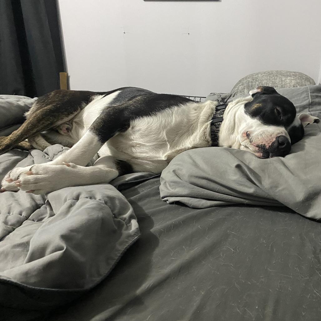 Groot, a Adoptable mixed breed in Murray, UT image 3/4