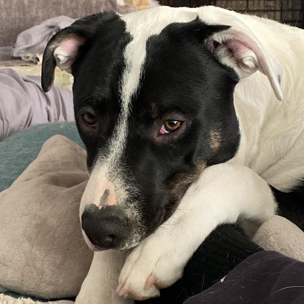 Groot, a Adoptable mixed breed in Murray, UT image 4/4