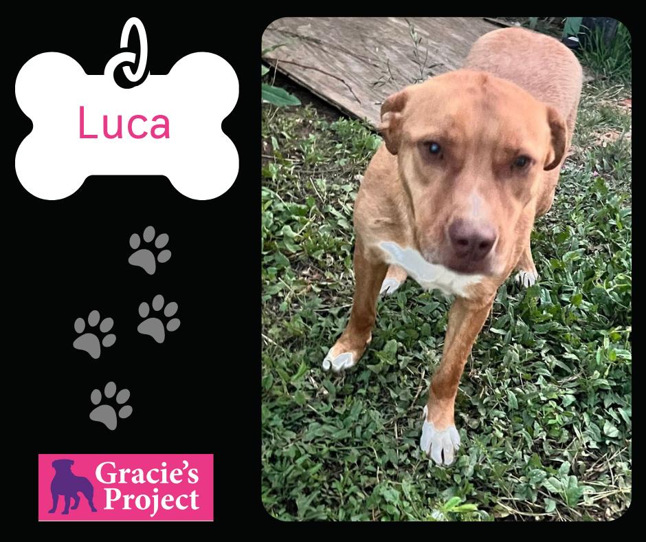 Luca, Adult Male Pit Bull Terrier