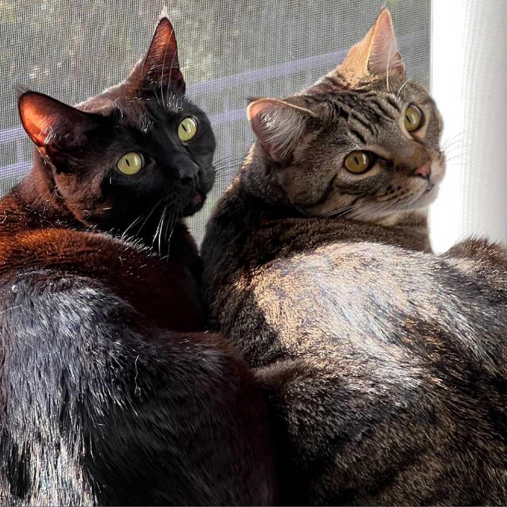 Enlarge Anderson, a Adoptable Domestic Short Hair in Los Angeles, CA image 1/3