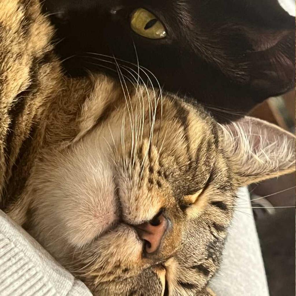 Enlarge Anderson, a Adoptable Domestic Short Hair in Los Angeles, CA image 2/3