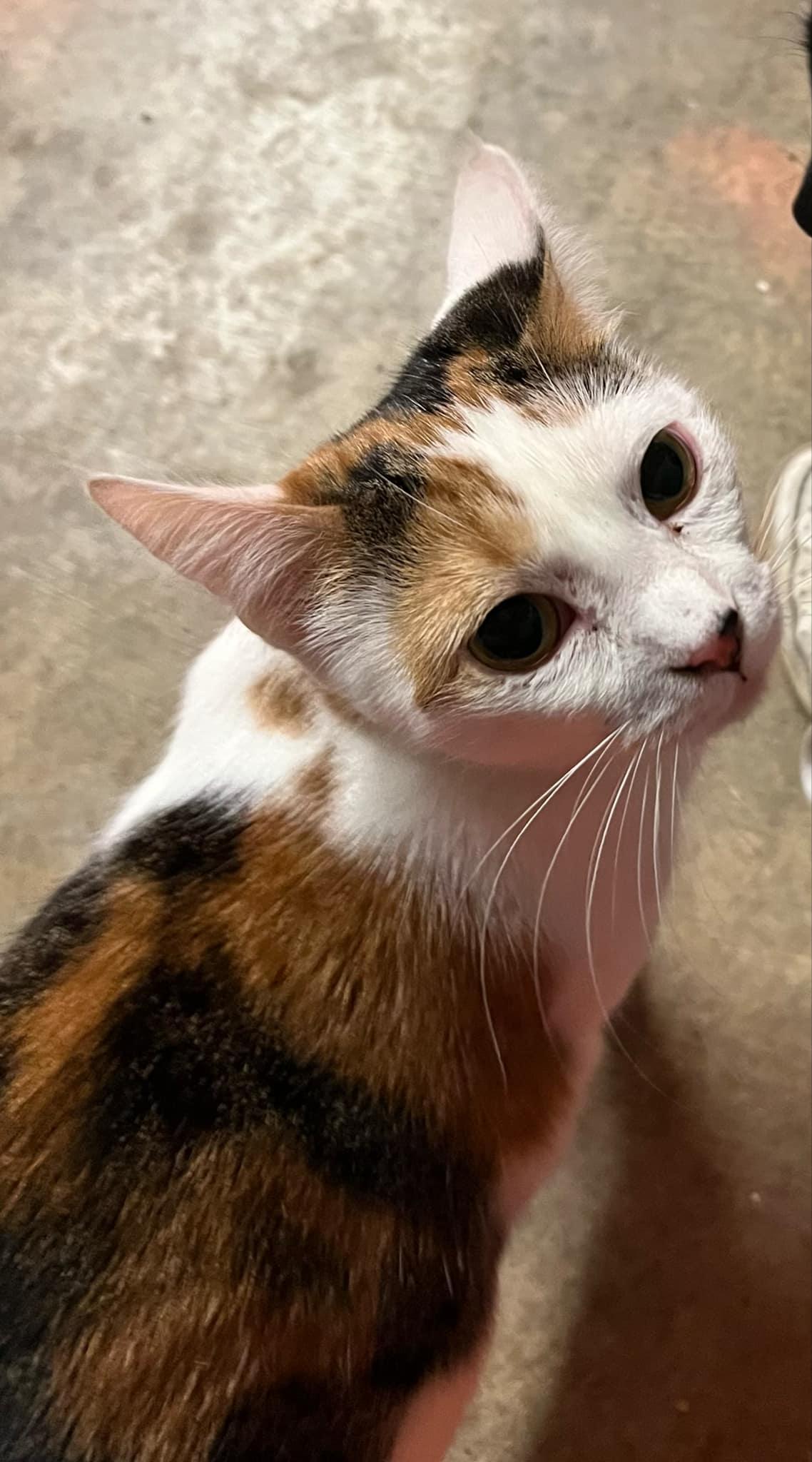 Mia, a Adoptable Calico in Pineville, LA image 1/3