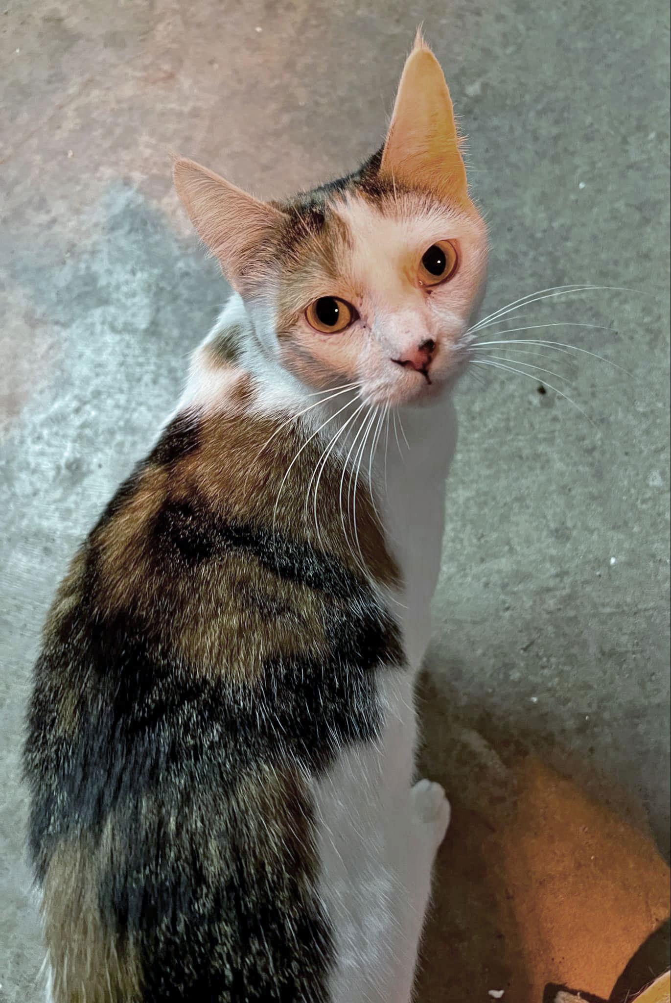 Mia, a Adoptable Calico in Pineville, LA image 3/3