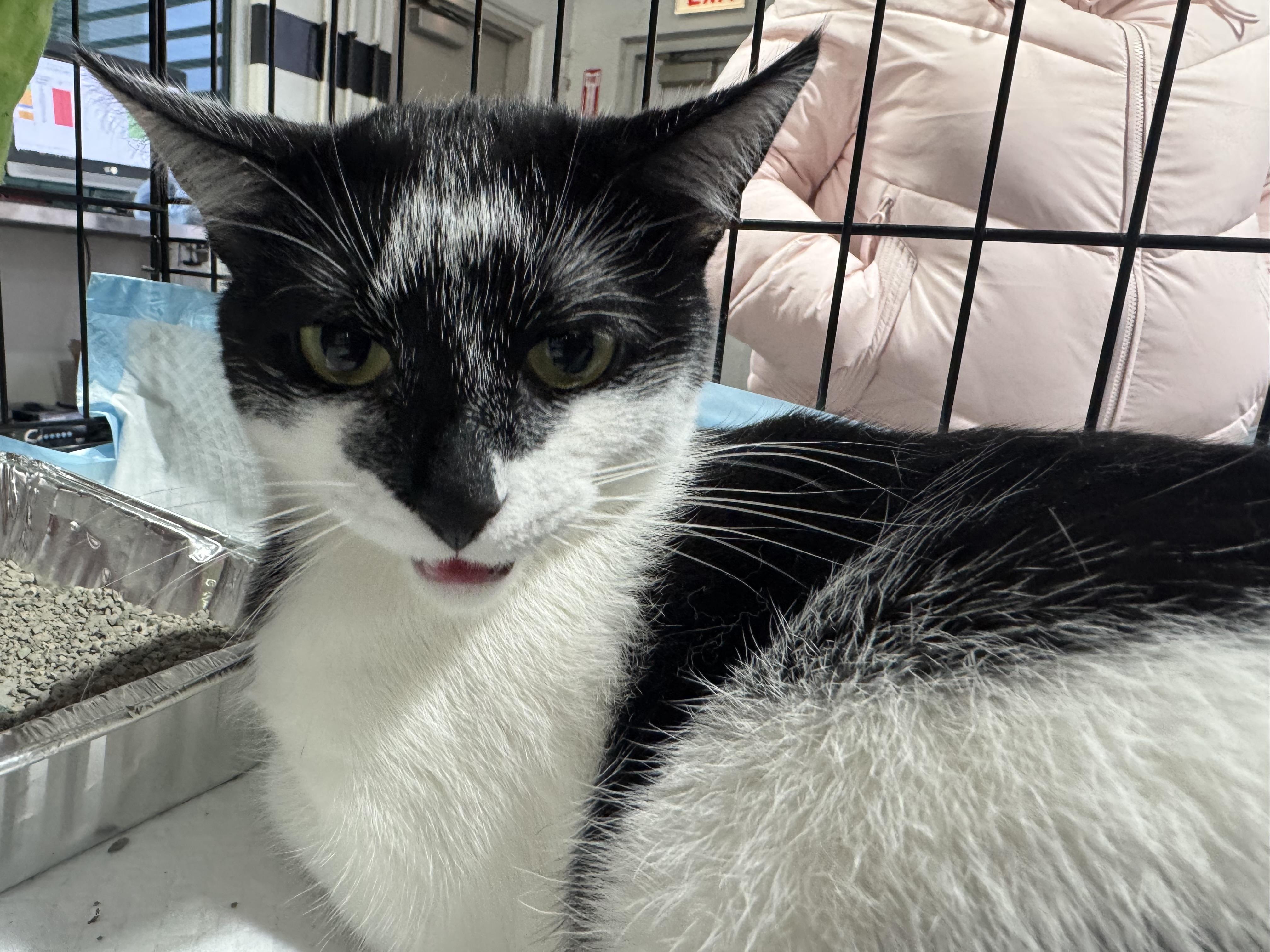 Misty, a Adoptable Tuxedo in Palatine, IL image 2/6