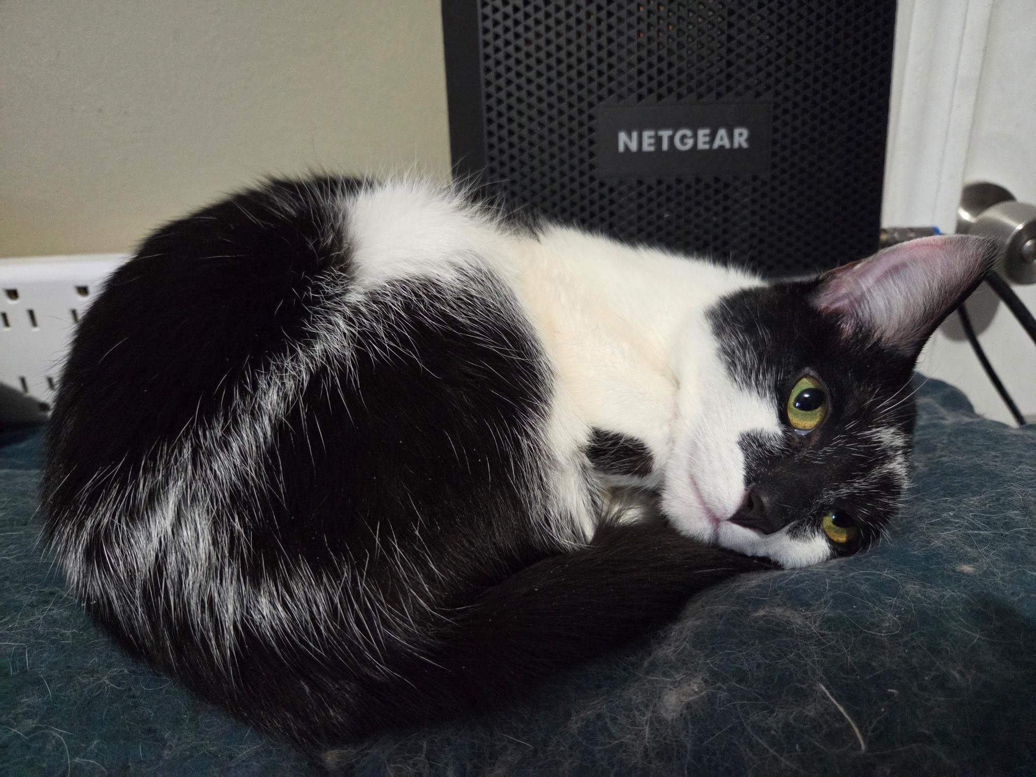 Misty, Adoptable, Young Female Tuxedo.