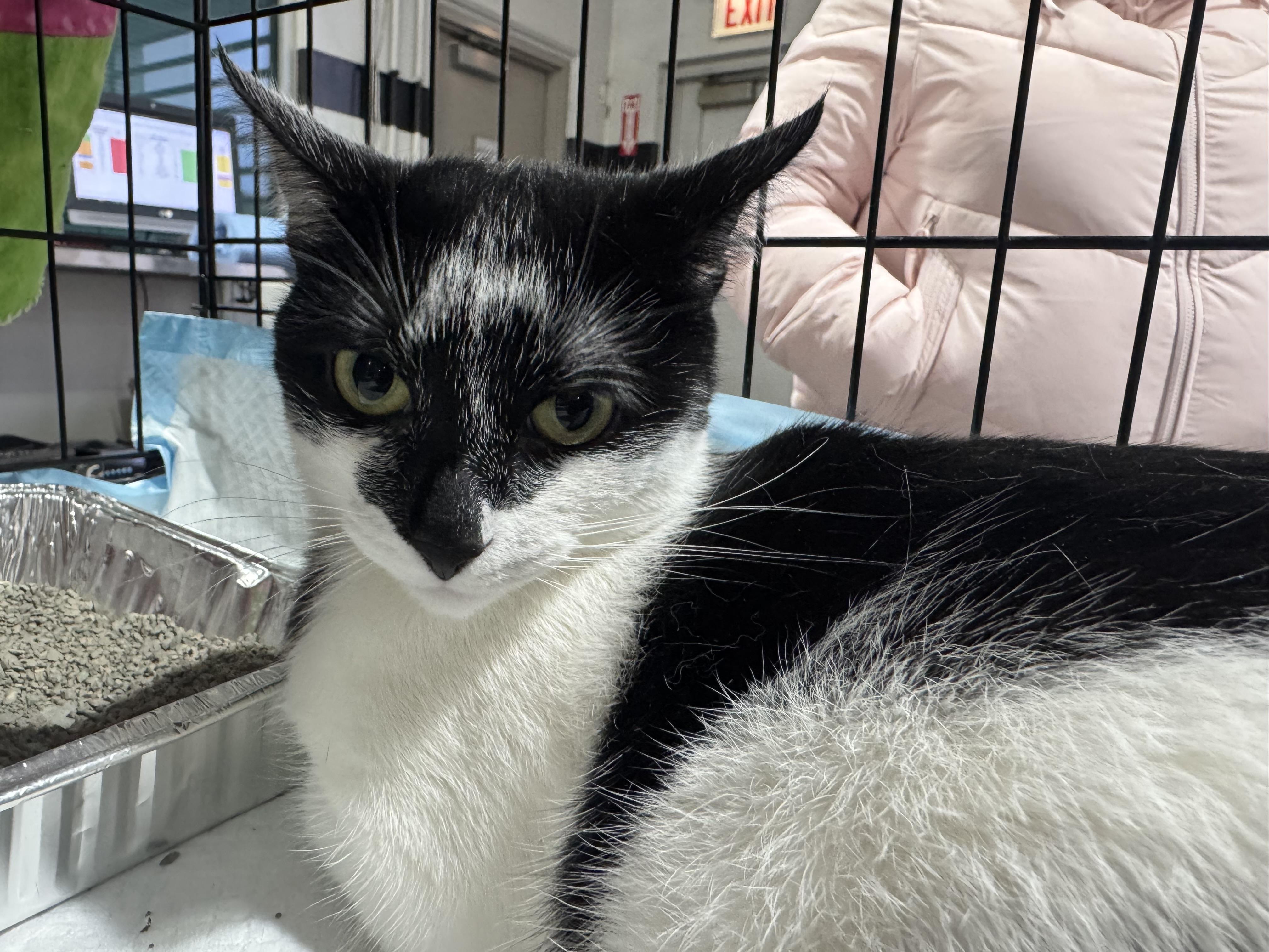 Misty, a Adoptable Tuxedo in Palatine, IL image 1/6