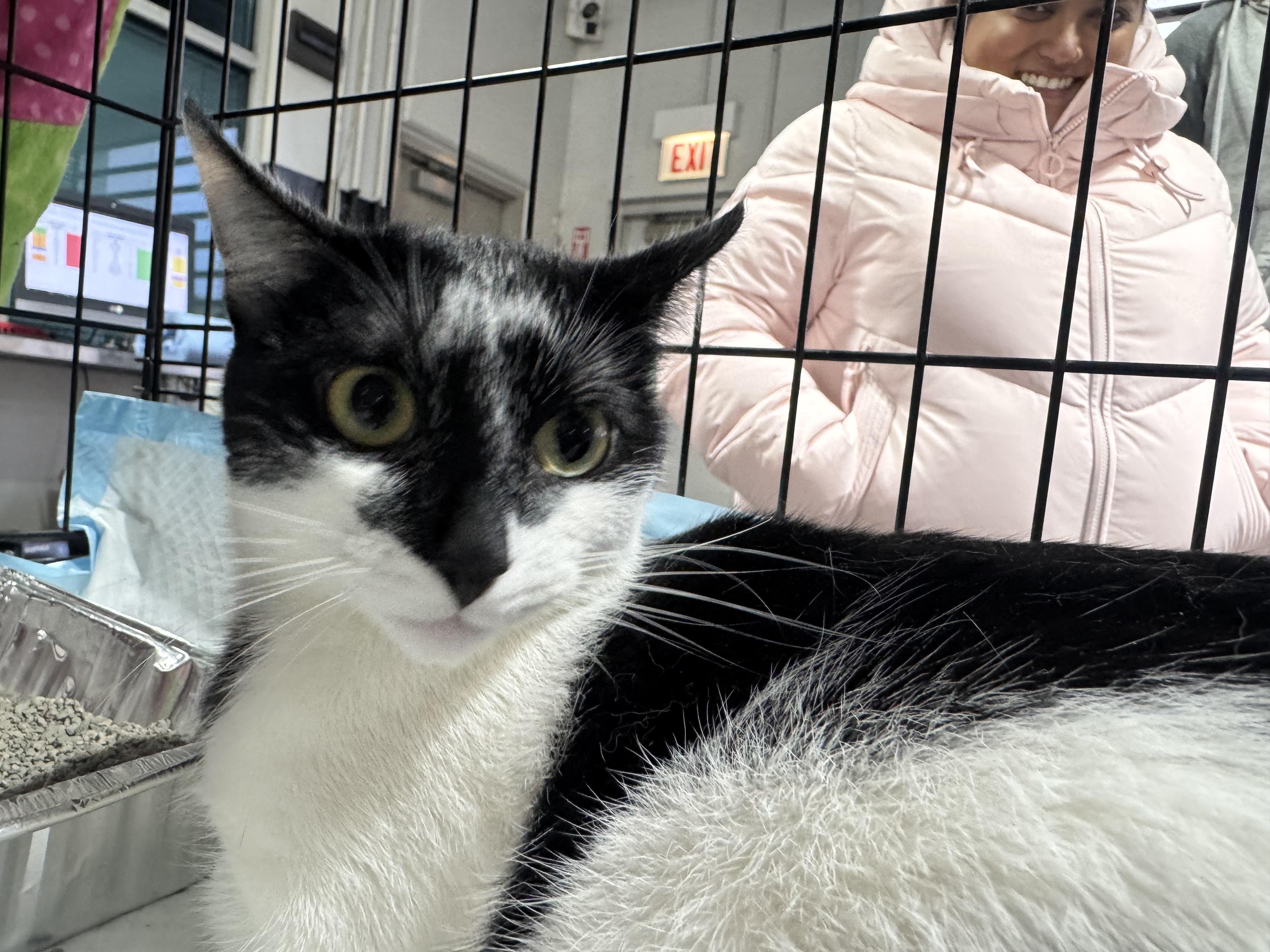 Misty, a Adoptable Tuxedo in Palatine, IL image 3/6