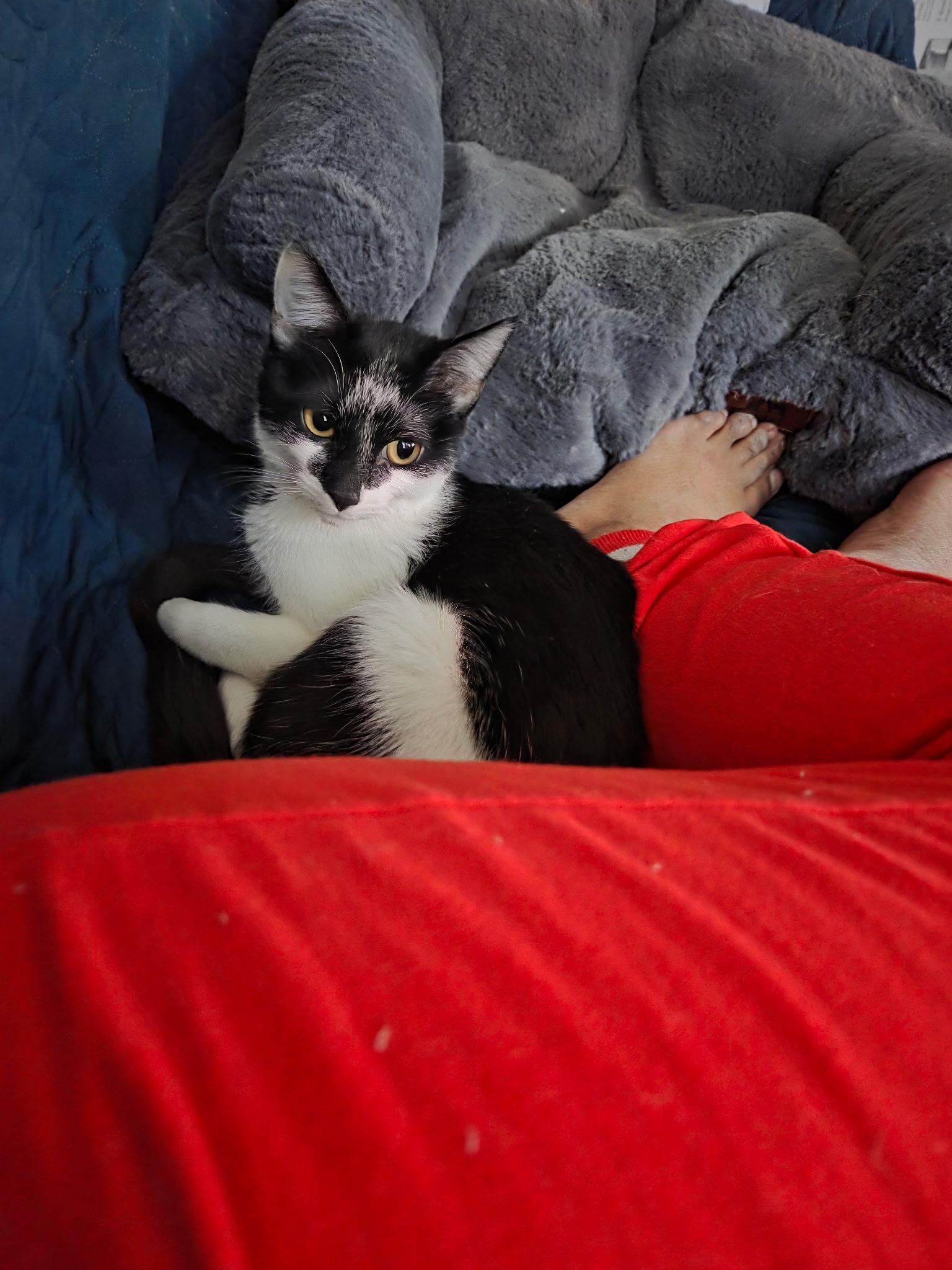 Misty, a Adoptable Tuxedo in Palatine, IL image 5/6