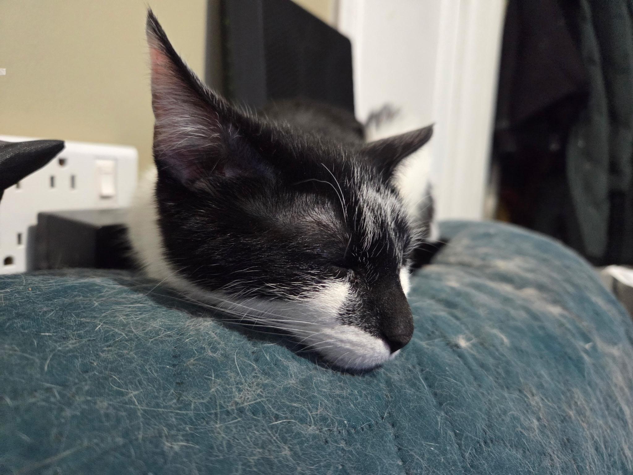 Misty, a Adoptable Tuxedo in Palatine, IL image 6/6