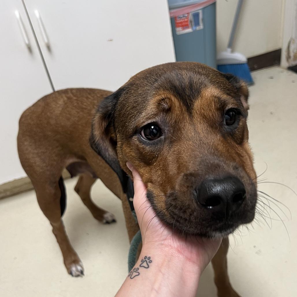 Gemma, Adoptable, Adult Female Boxer & Pit Bull Terrier.