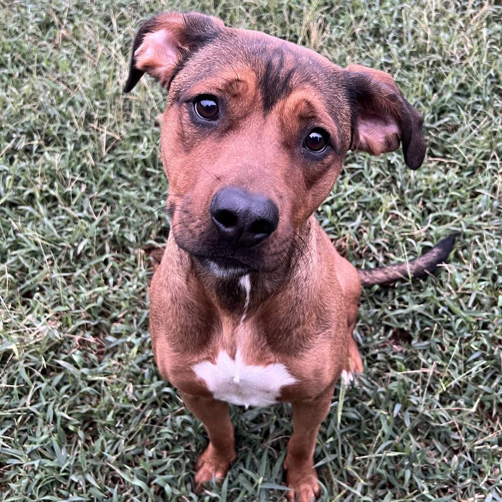 Gemma, a Adoptable mixed breed in Stillwater, OK image 2/3