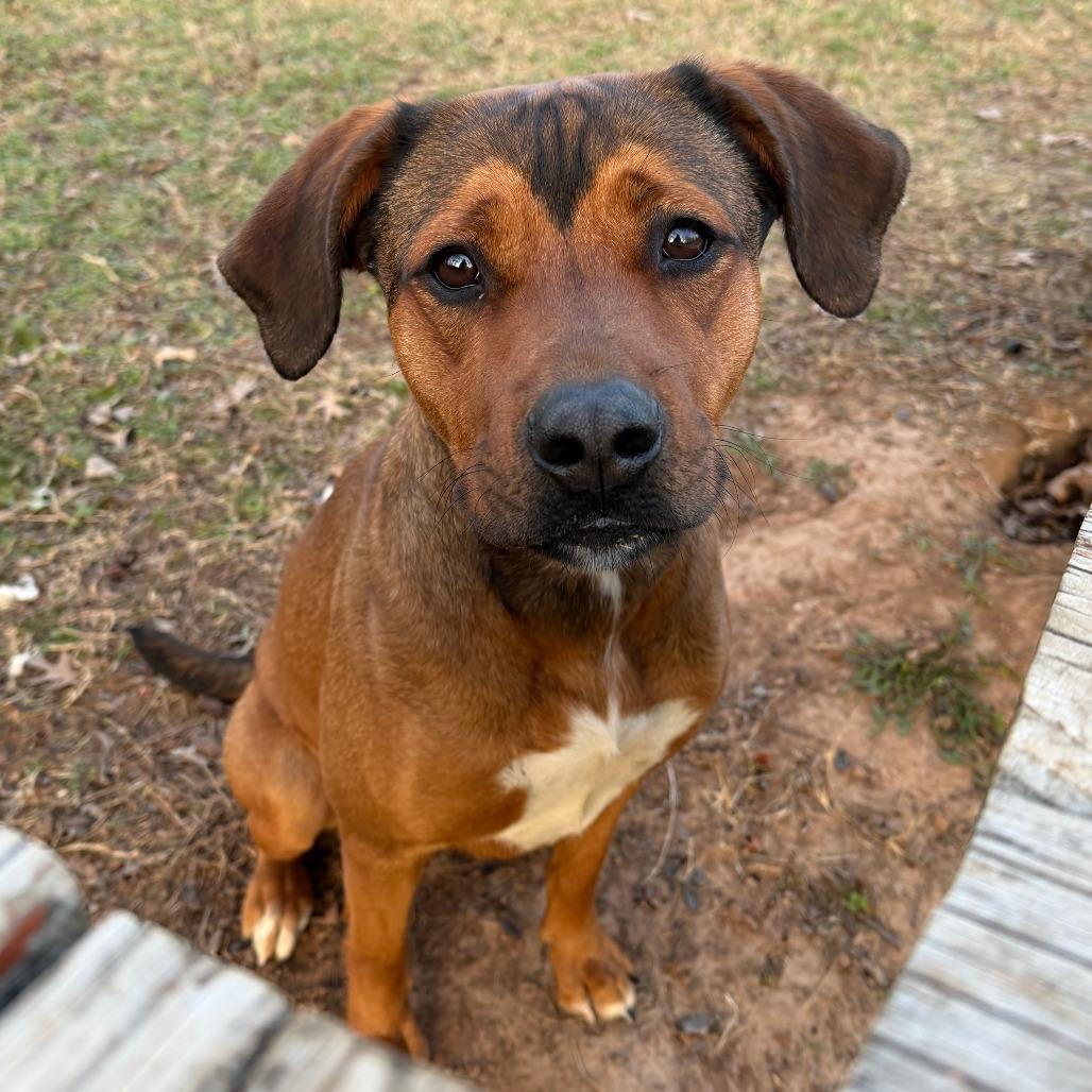 Gemma, a Adoptable mixed breed in Stillwater, OK image 3/3