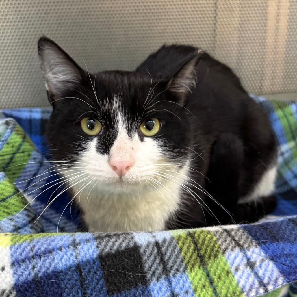 Bad Bunny, Adoptable, Adult Male Domestic Short Hair.