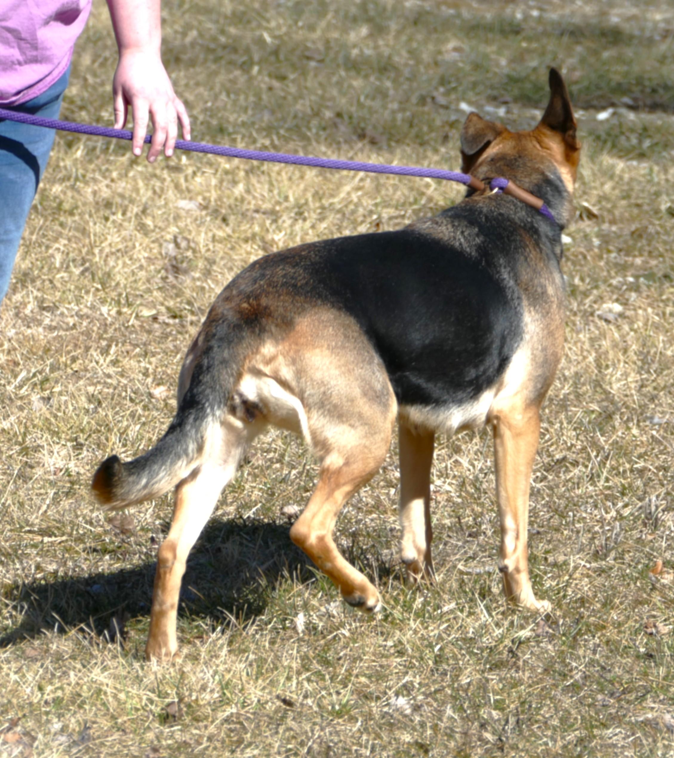 Enlarge NIKA, a ADOPTABLE mixed breed in Beechbottom, WV image 6/6