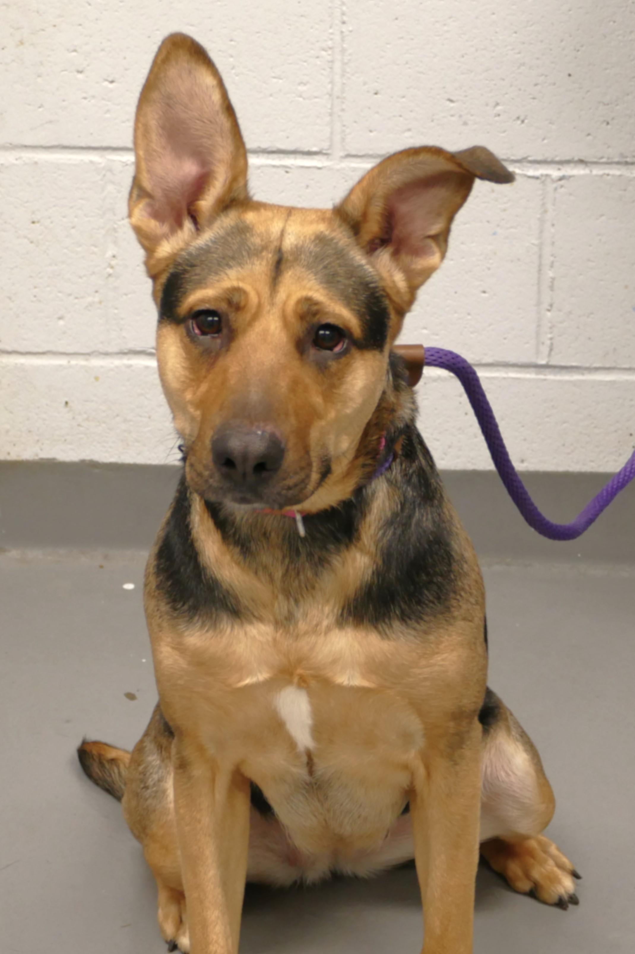 Enlarge NIKA, a ADOPTABLE mixed breed in Beechbottom, WV image 1/5