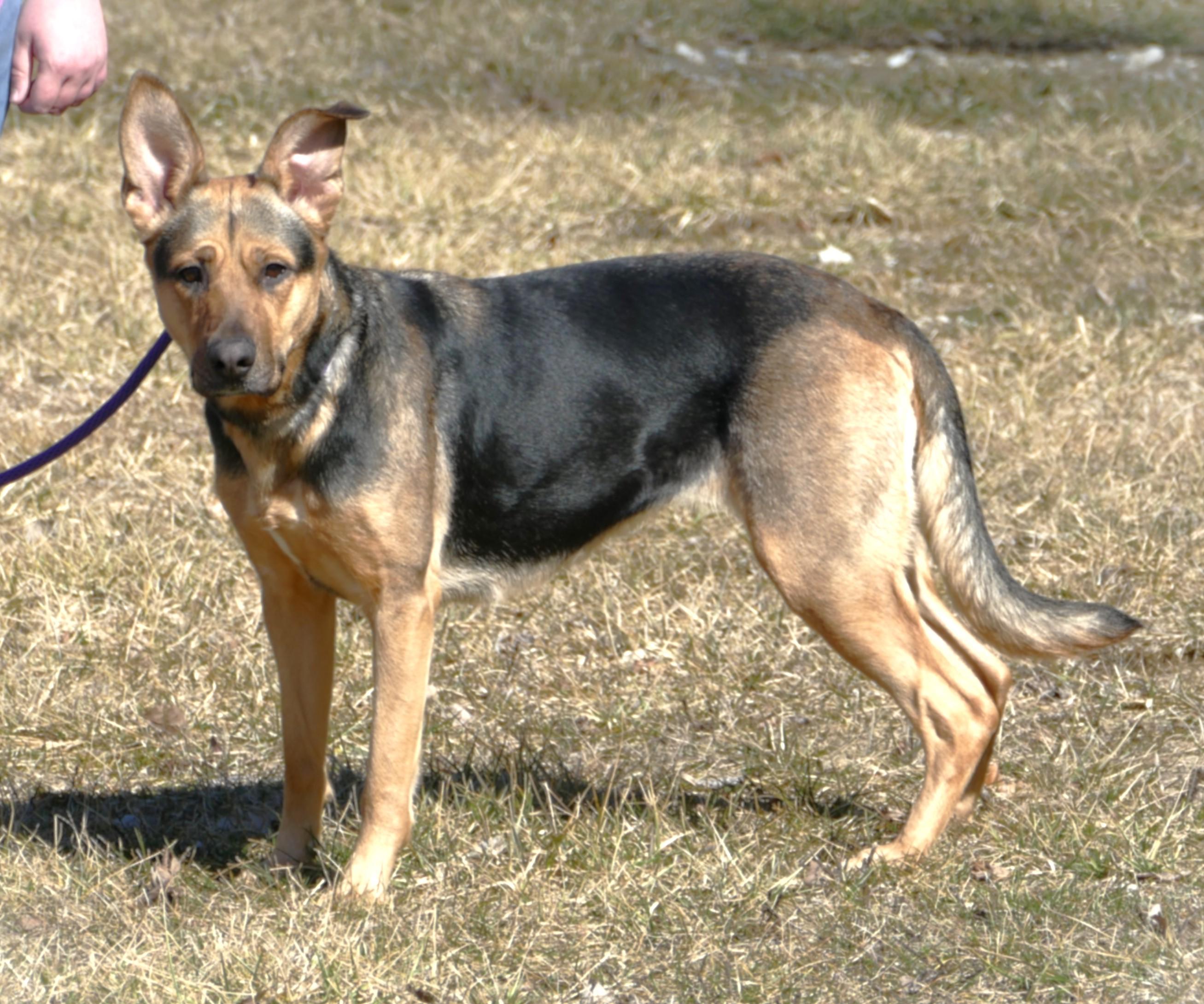 Enlarge NIKA, a ADOPTABLE mixed breed in Beechbottom, WV image 2/6