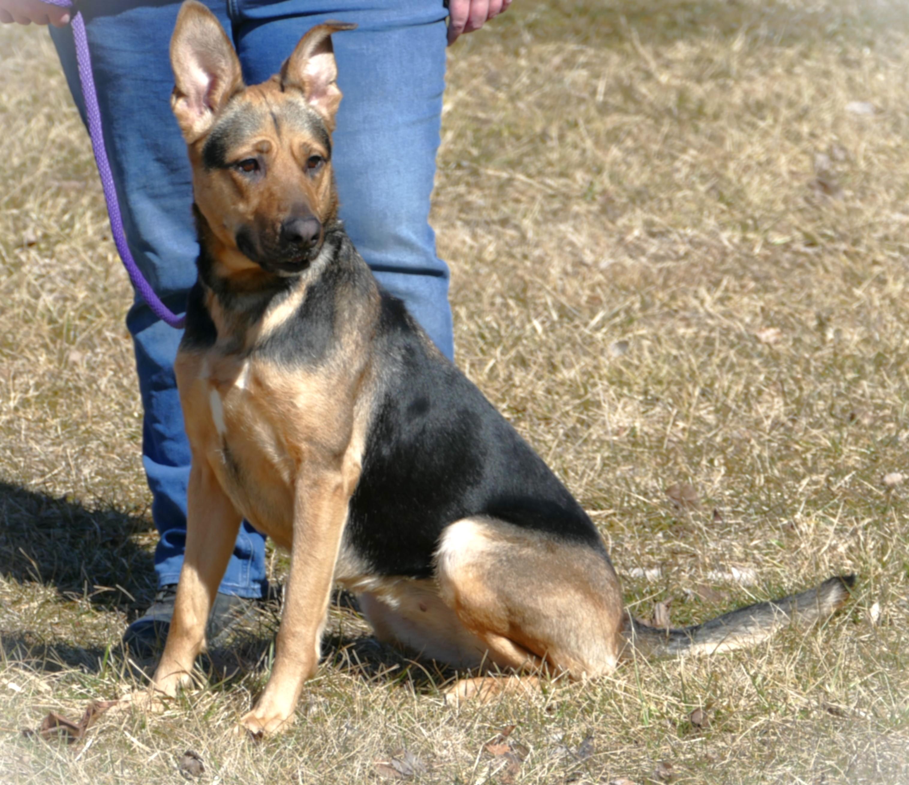 Enlarge NIKA, a ADOPTABLE mixed breed in Beechbottom, WV image 3/6