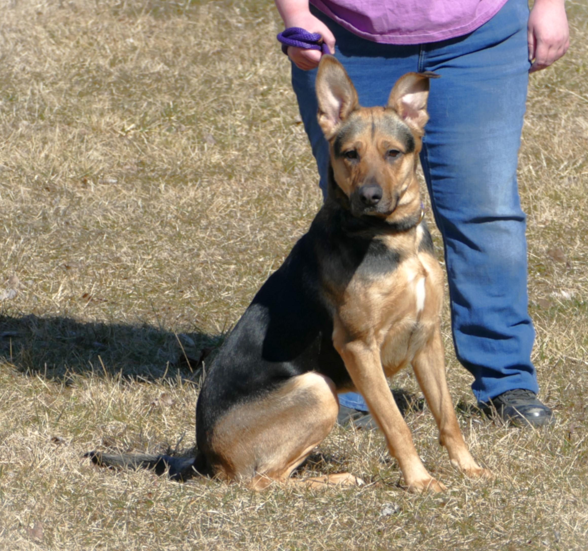 Enlarge NIKA, a ADOPTABLE mixed breed in Beechbottom, WV image 4/6