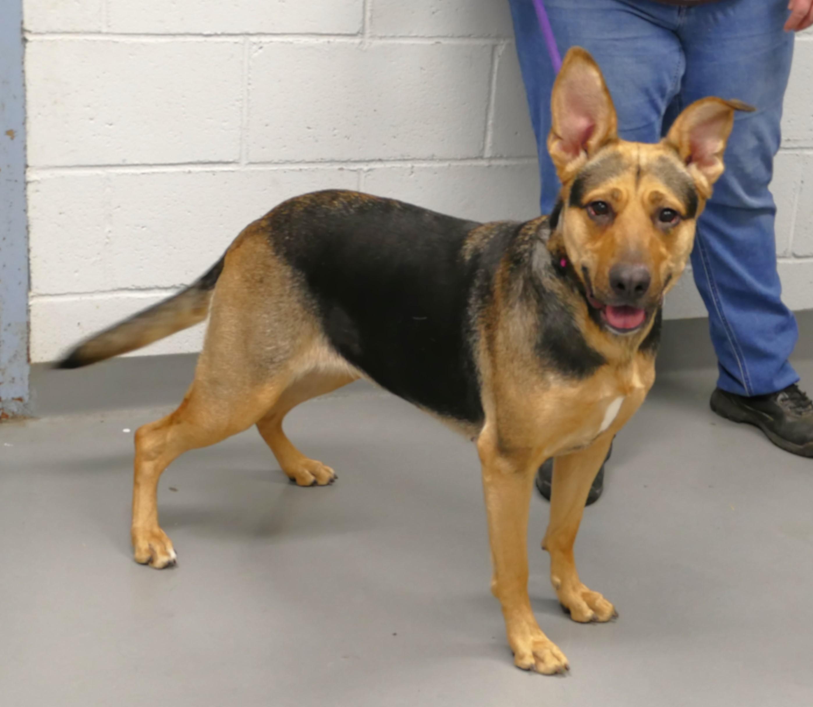 Enlarge NIKA, a ADOPTABLE mixed breed in Beechbottom, WV image 4/5