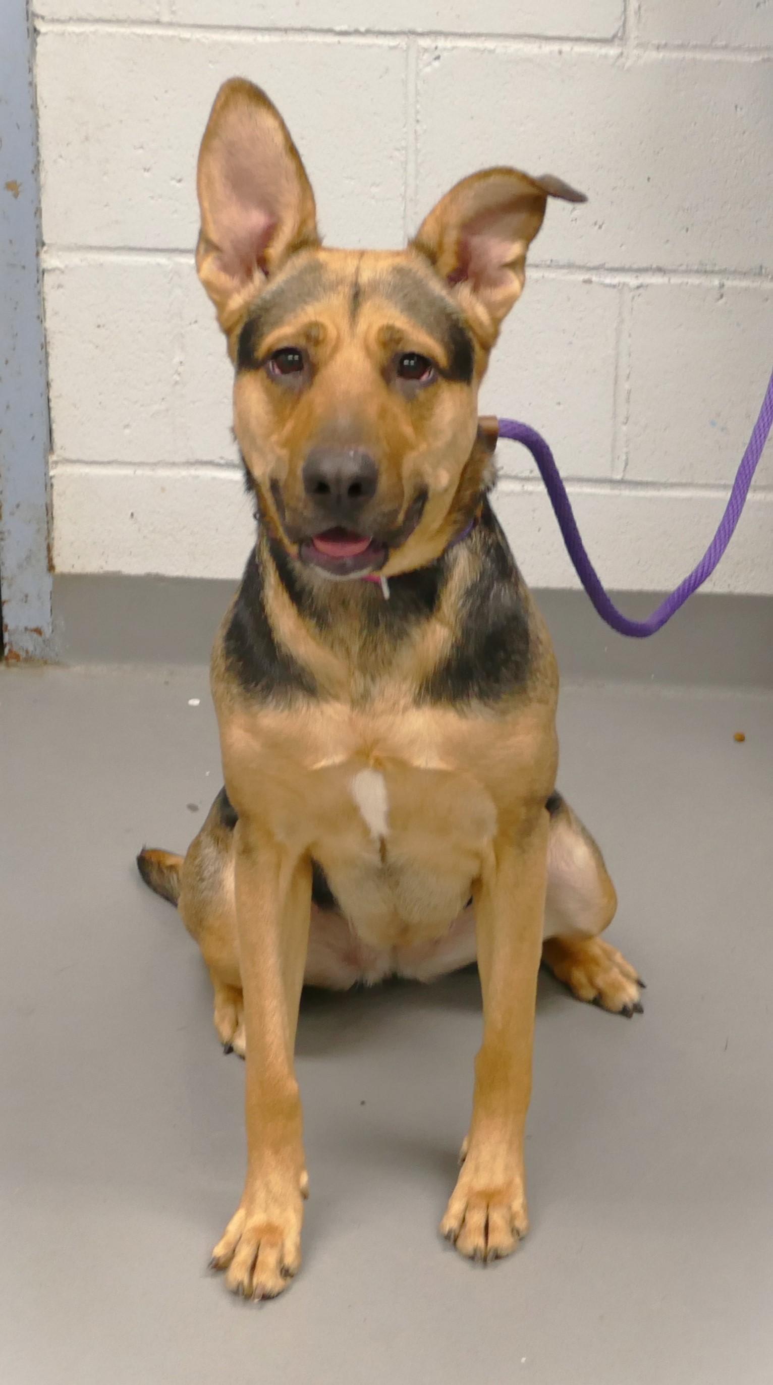 Enlarge NIKA, a ADOPTABLE mixed breed in Beechbottom, WV image 2/5