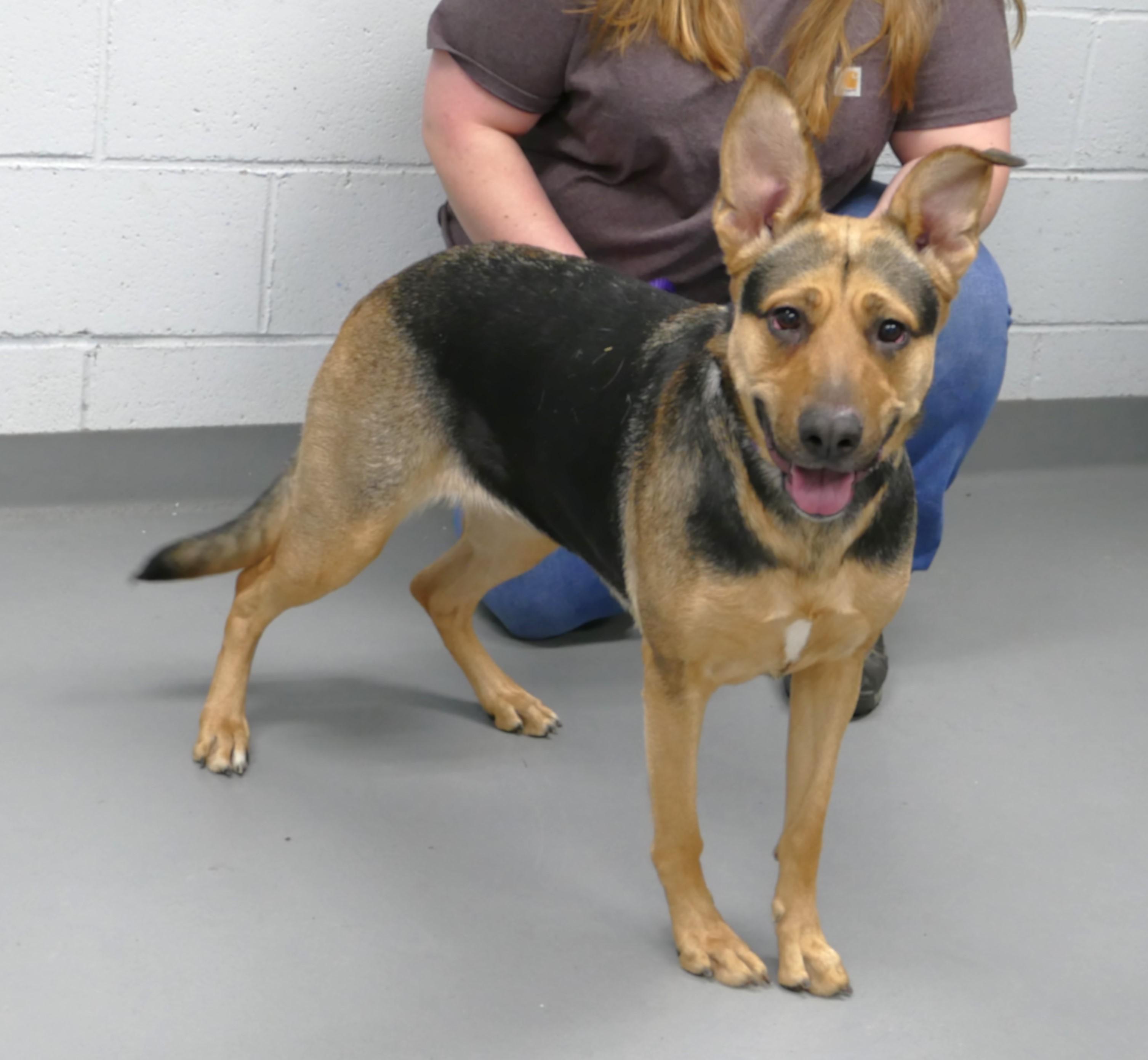 Enlarge NIKA, a ADOPTABLE mixed breed in Beechbottom, WV image 5/5