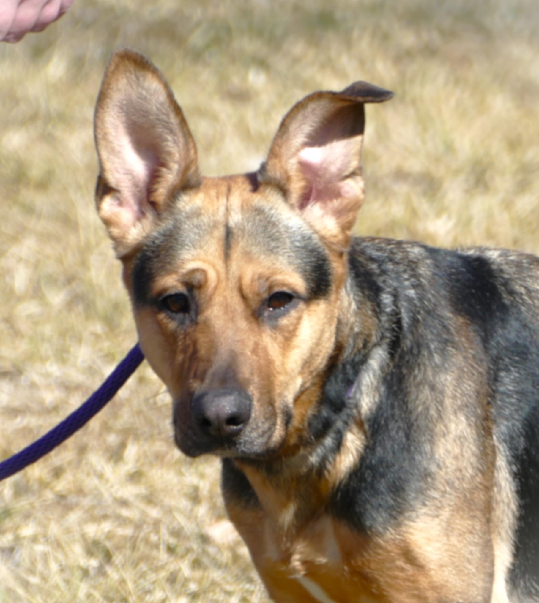 NIKA, ADOPTABLE, Adult Female German Shepherd Dog.