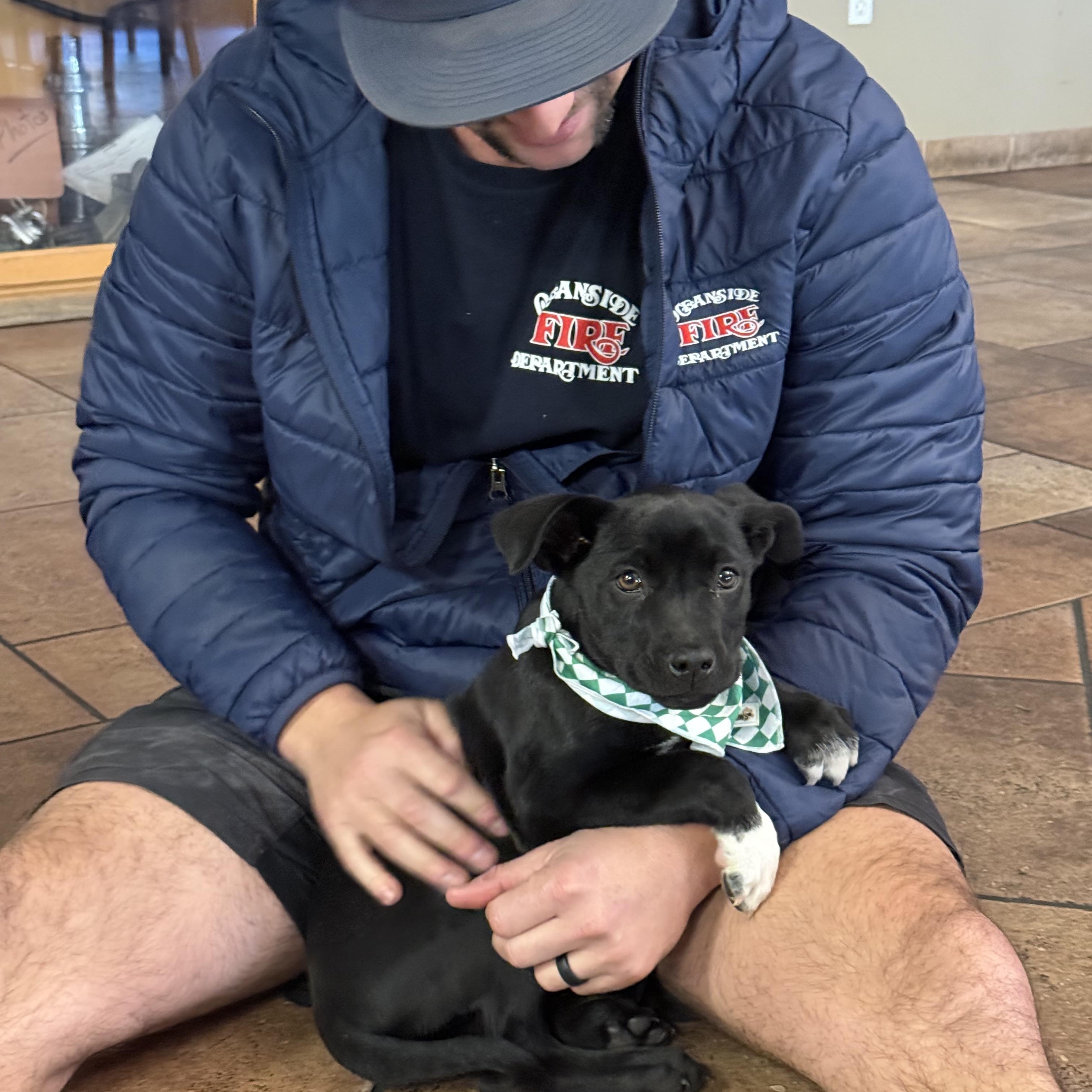 Enlarge Shane (Heated Rivalry litter), a Adoptable mixed breed in San Diego, CA image 3/5