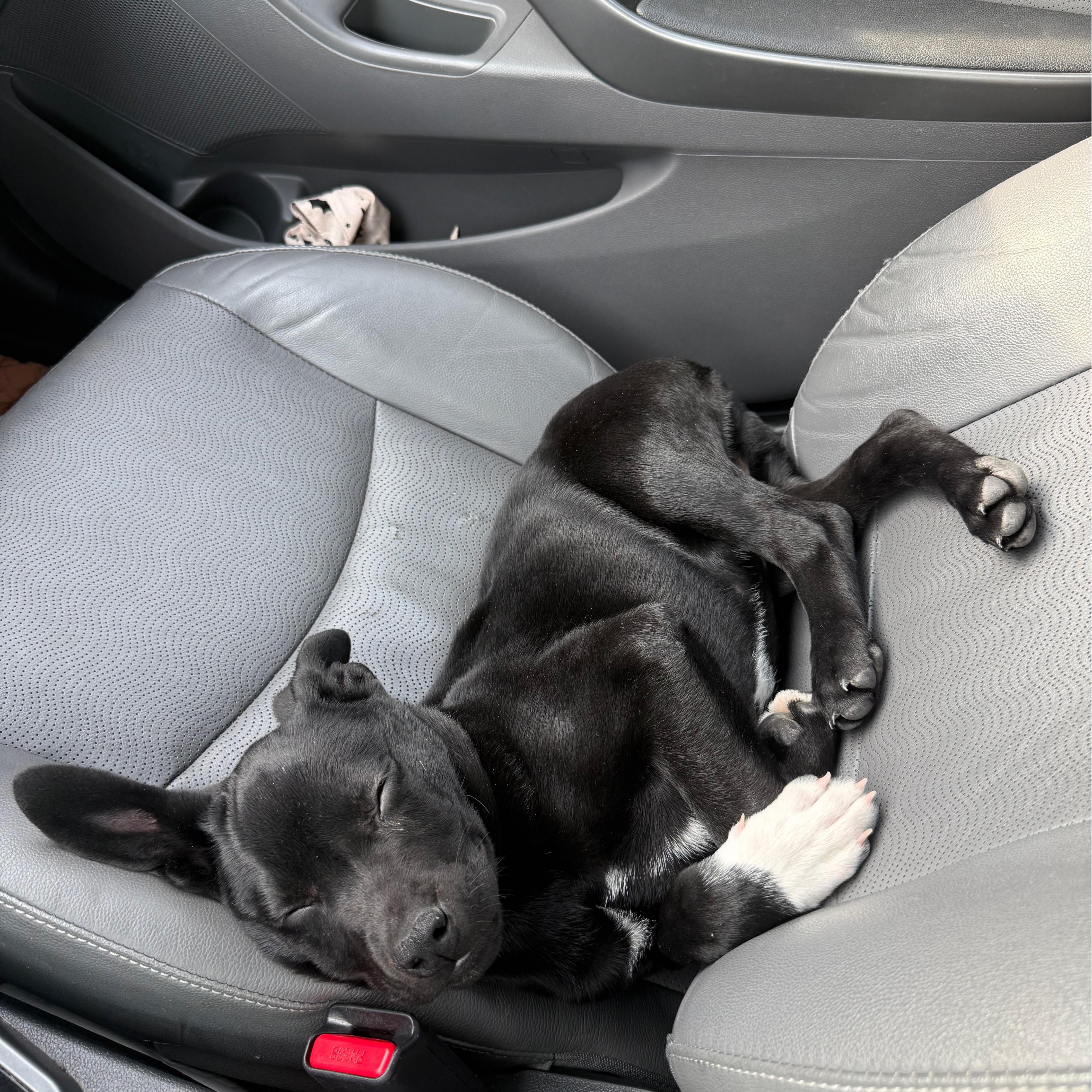 Enlarge Shane (Heated Rivalry litter), a Adoptable mixed breed in San Diego, CA image 5/5