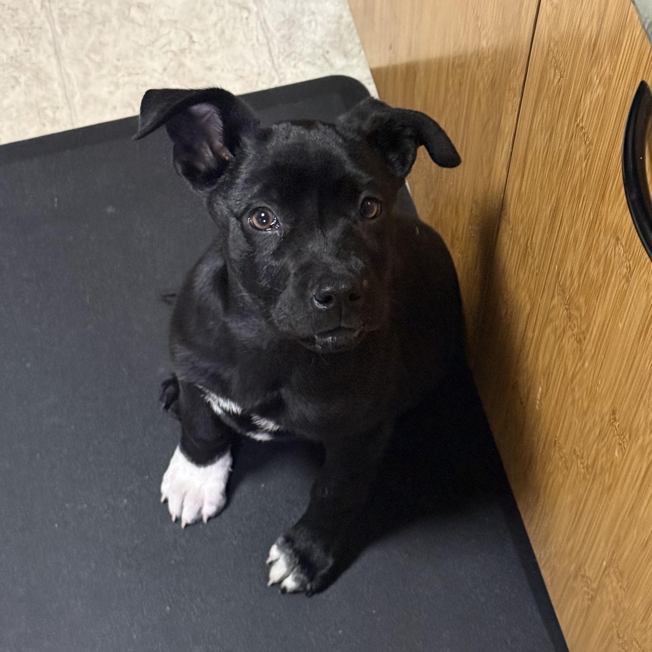 Enlarge Shane (Heated Rivalry litter), a Adoptable mixed breed in San Diego, CA image 1/5