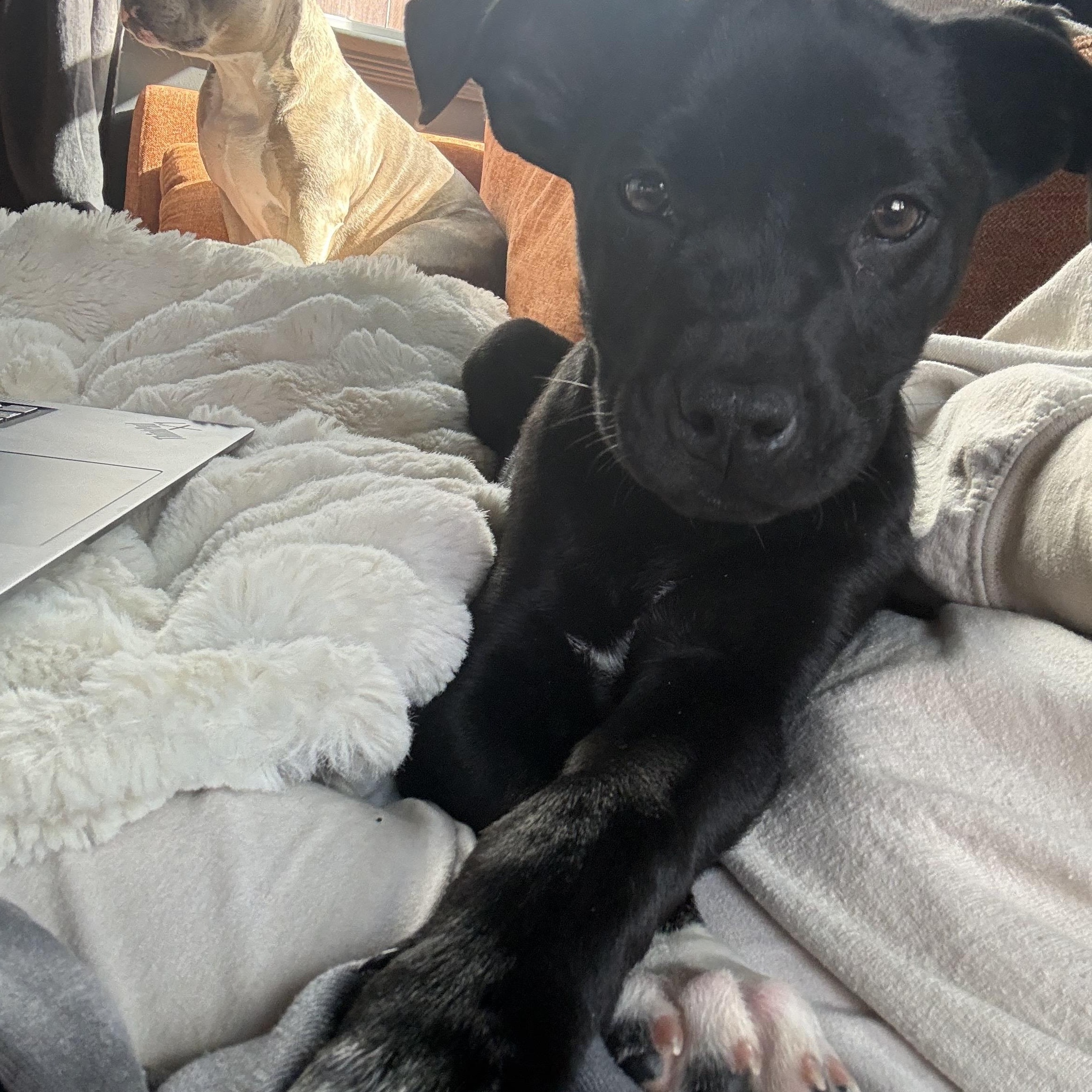 Enlarge Shane (Heated Rivalry litter), a Adoptable mixed breed in San Diego, CA image 4/5