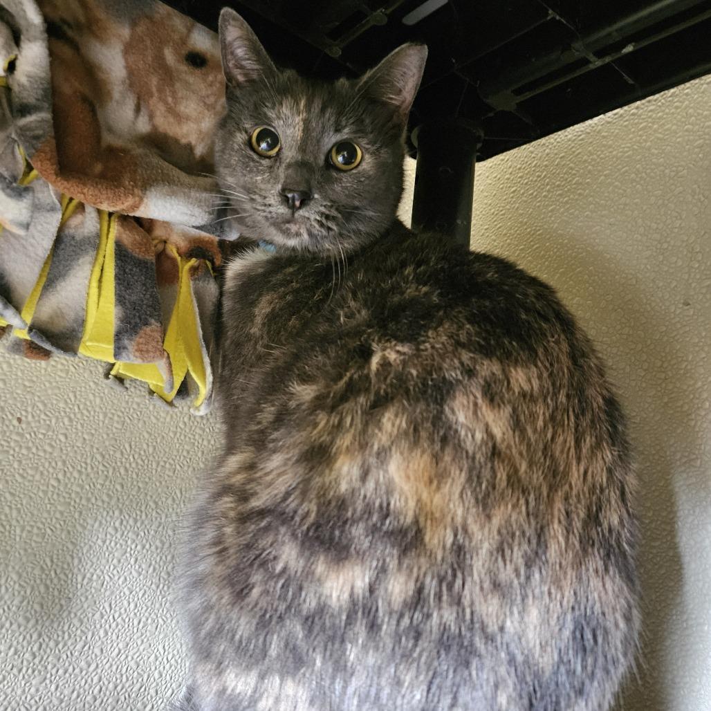 Enlarge Cindy Lou, a Adoptable Domestic Short Hair in Lakewood, CO image 1/1