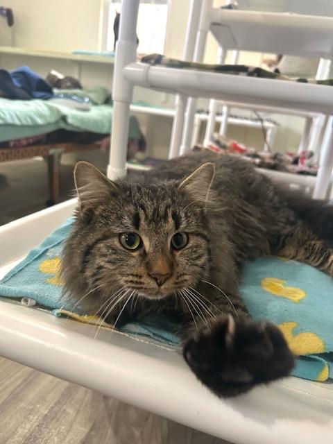 Enlarge Bernard, a ADOPTABLE Domestic Long Hair in Ashland, OH image 2/3