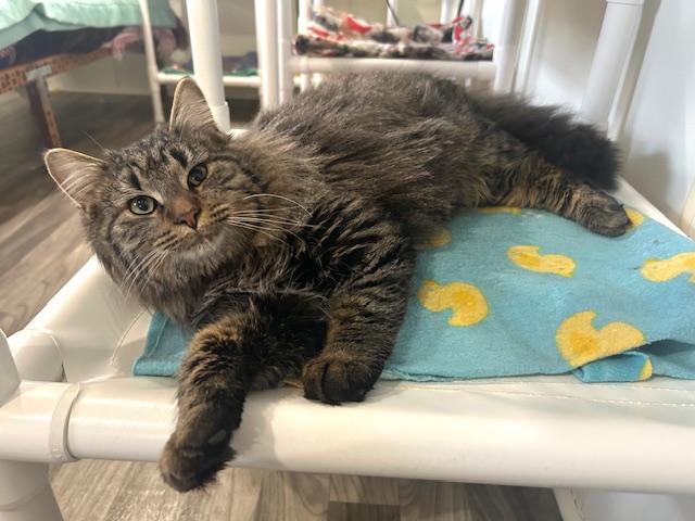 Enlarge Bernard, a ADOPTABLE Domestic Long Hair in Ashland, OH image 3/3