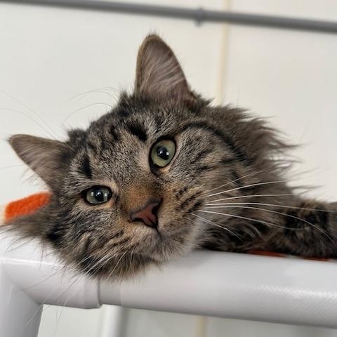 Enlarge Bernard, a ADOPTABLE Domestic Long Hair in Ashland, OH image 1/3