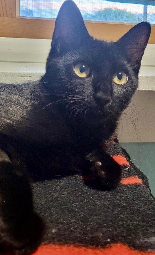 Pepper, Adoptable, Young Female Domestic Short Hair.