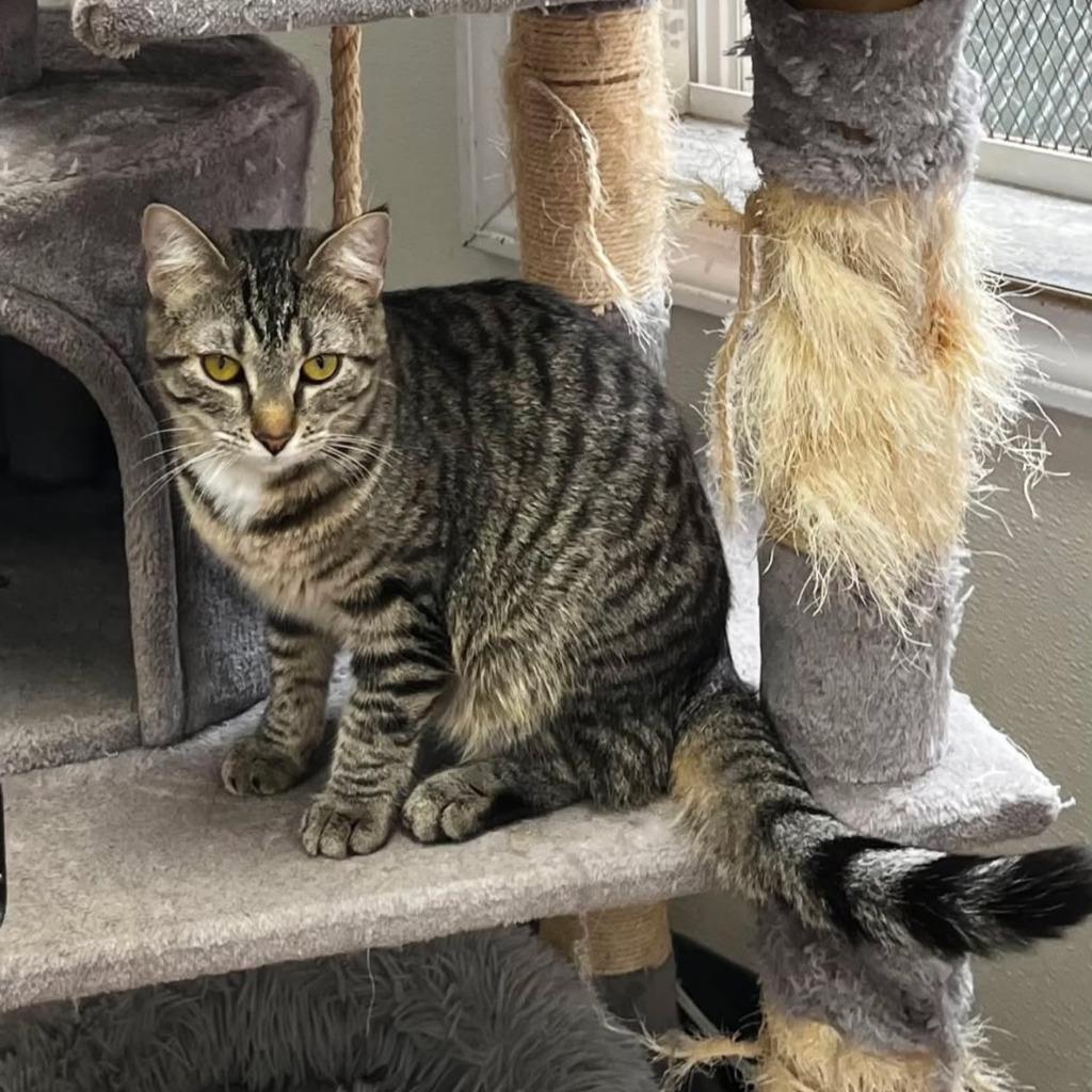 Tortilla, Adoptable, Young Female Domestic Short Hair.