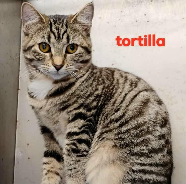 Tortilla, Adoptable, Young Female Domestic Short Hair.