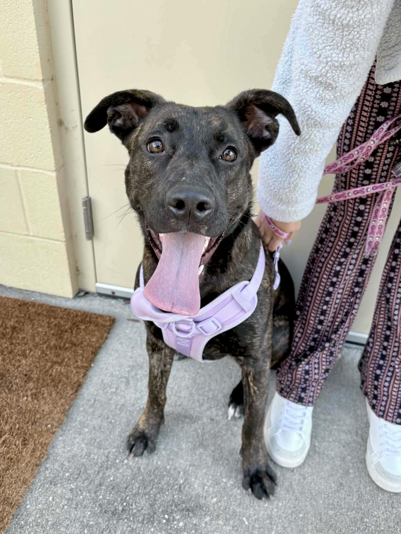 Enlarge Gertie, a ADOPTABLE mixed breed in Milton, FL image 1/5