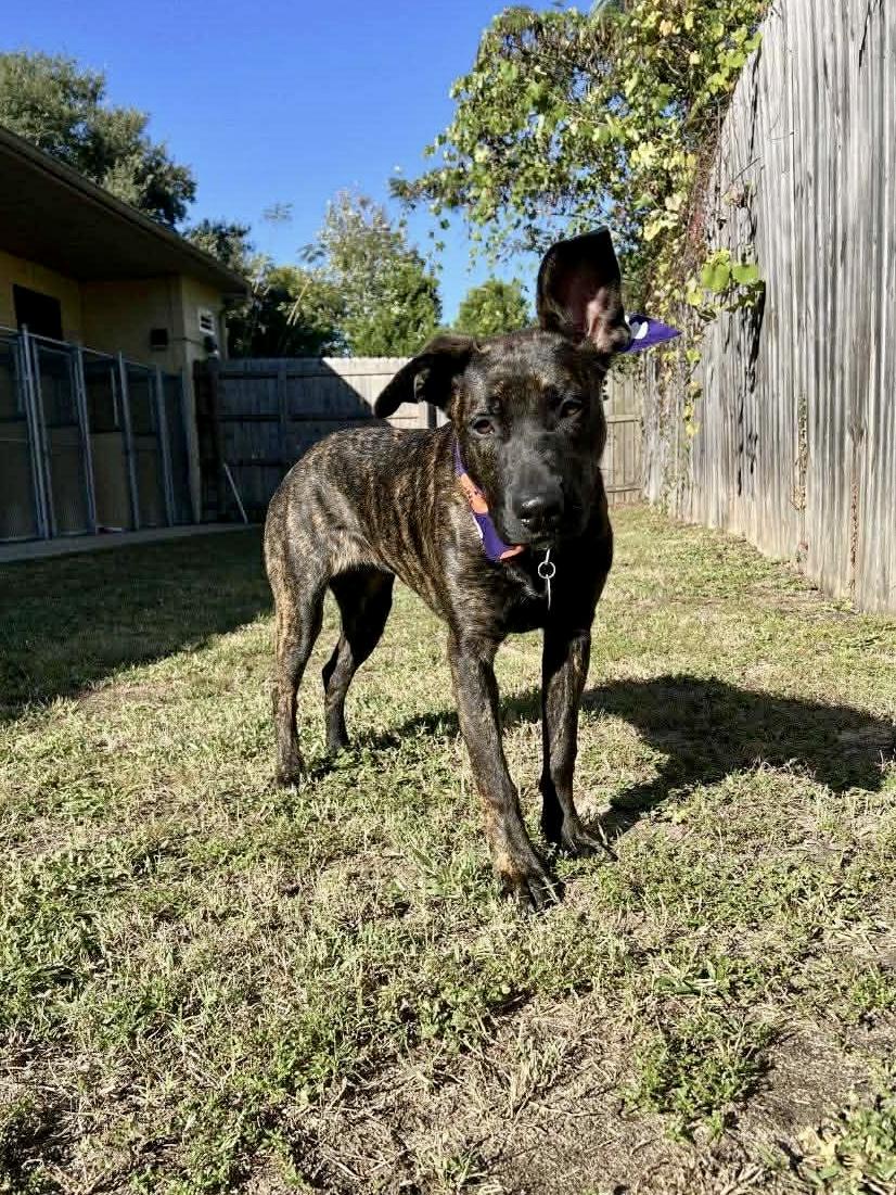 Enlarge Gertie, a ADOPTABLE mixed breed in Milton, FL image 2/5