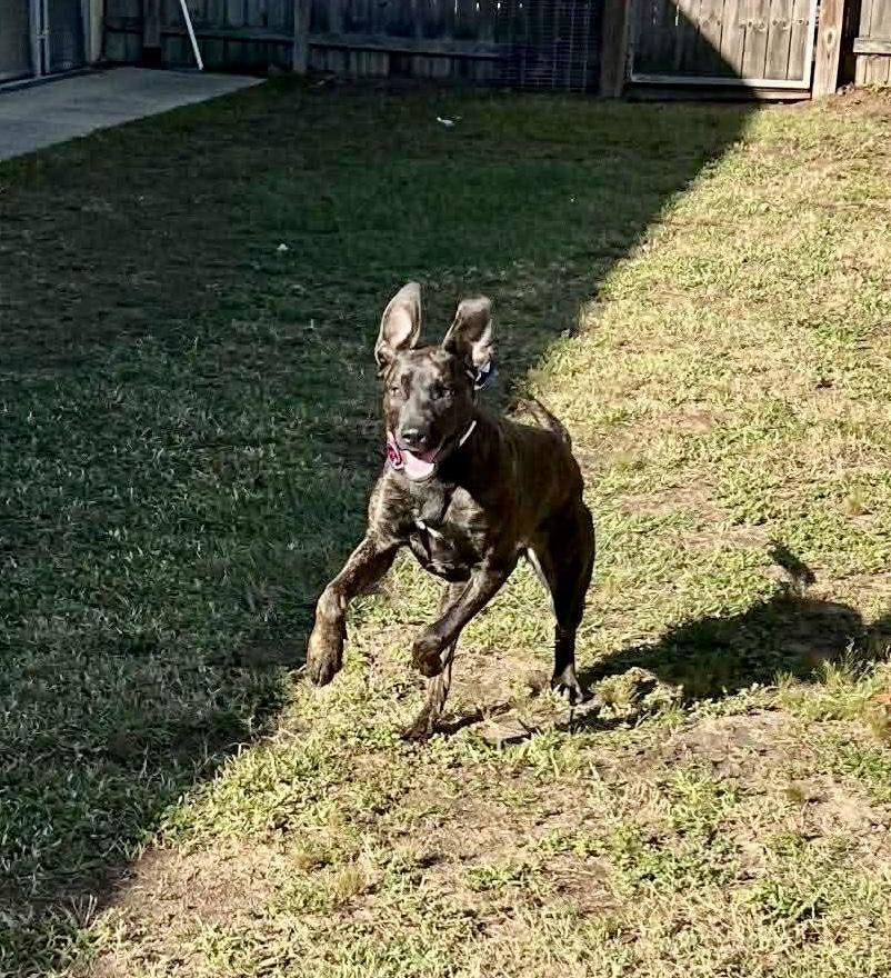 Enlarge Gertie, a ADOPTABLE mixed breed in Milton, FL image 3/5