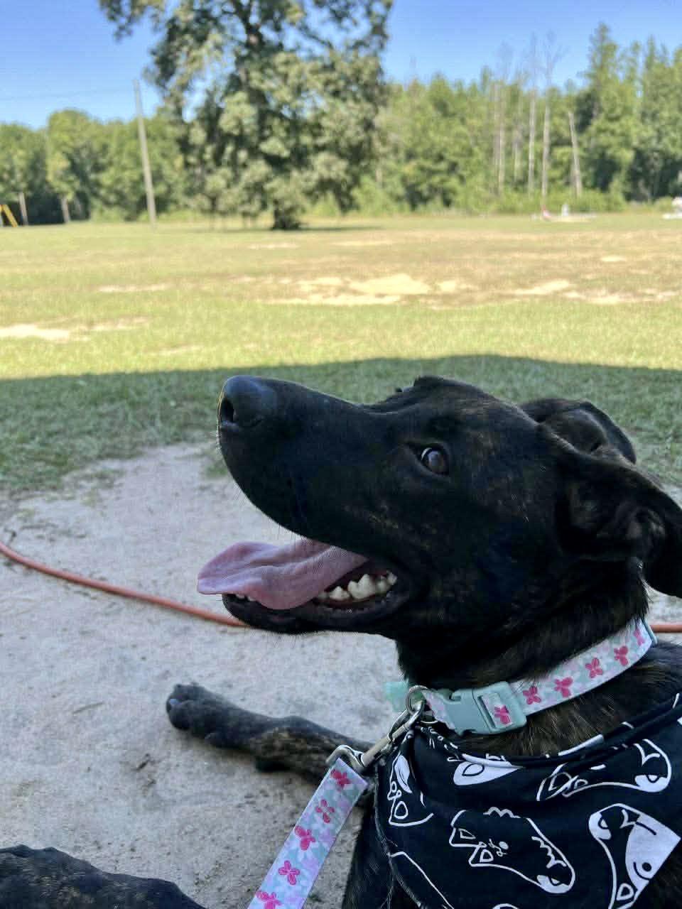 Enlarge Gertie, a ADOPTABLE mixed breed in Milton, FL image 4/5