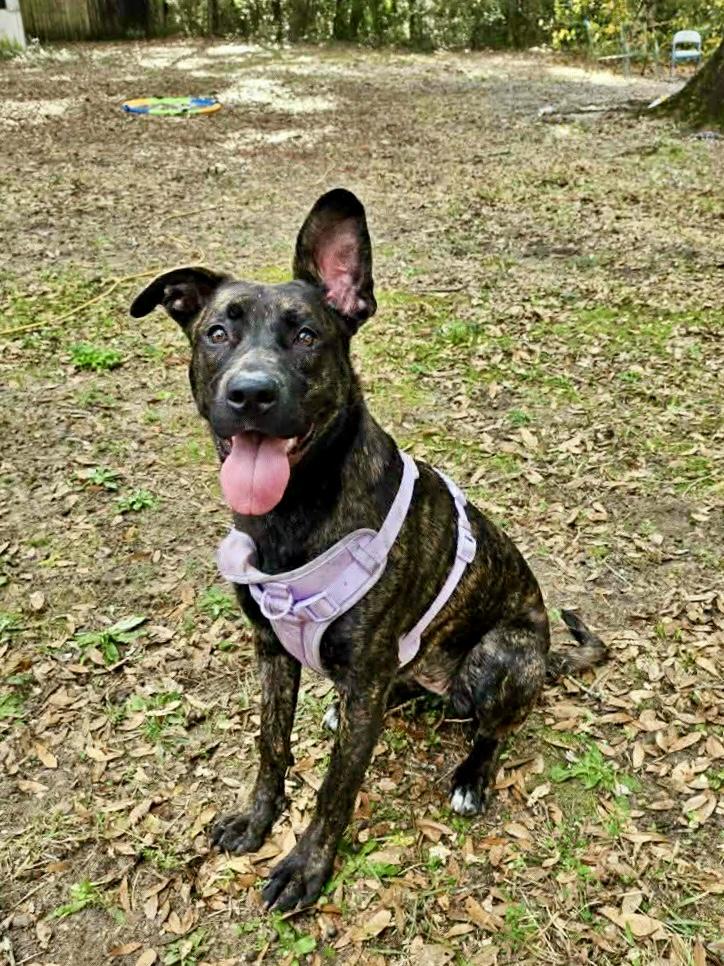 Enlarge Gertie, a ADOPTABLE mixed breed in Milton, FL image 5/5