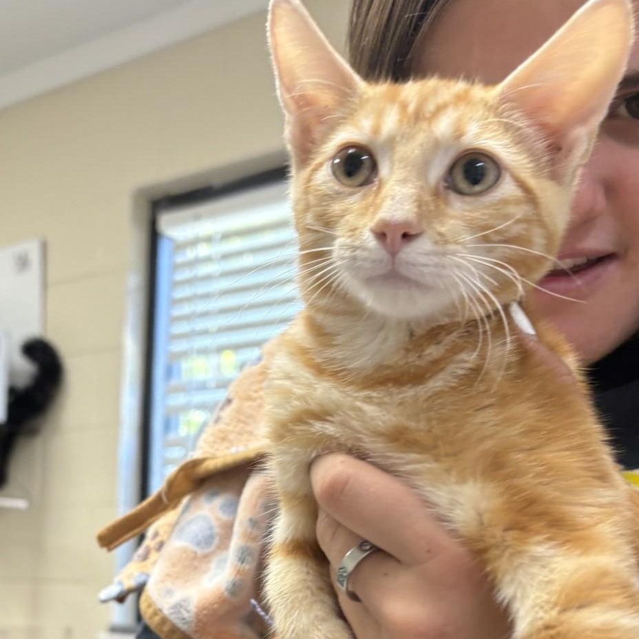Enlarge Meatball, a ADOPTABLE Domestic Short Hair in Elberon, VA image 1/1