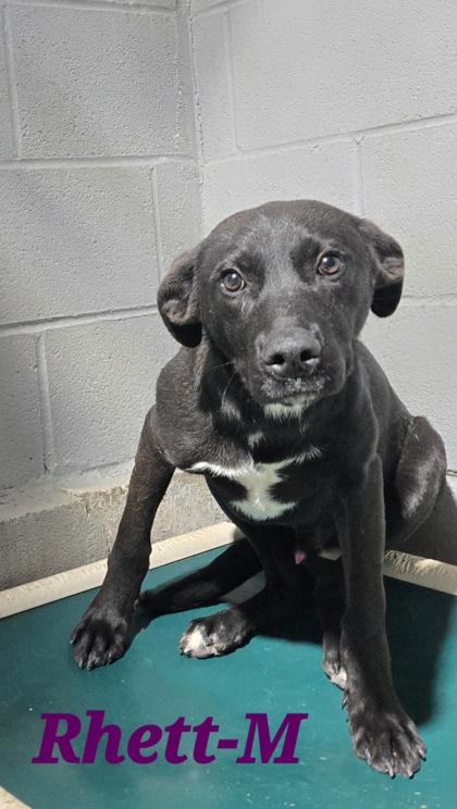 Enlarge Rhett, a Adoptable mixed breed in Guntersville, AL image 1/1