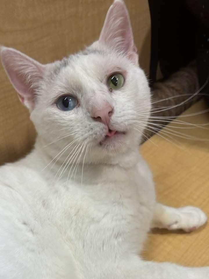 Coby, a ADOPTABLE Domestic Short Hair in Syracuse, NY image 5/5