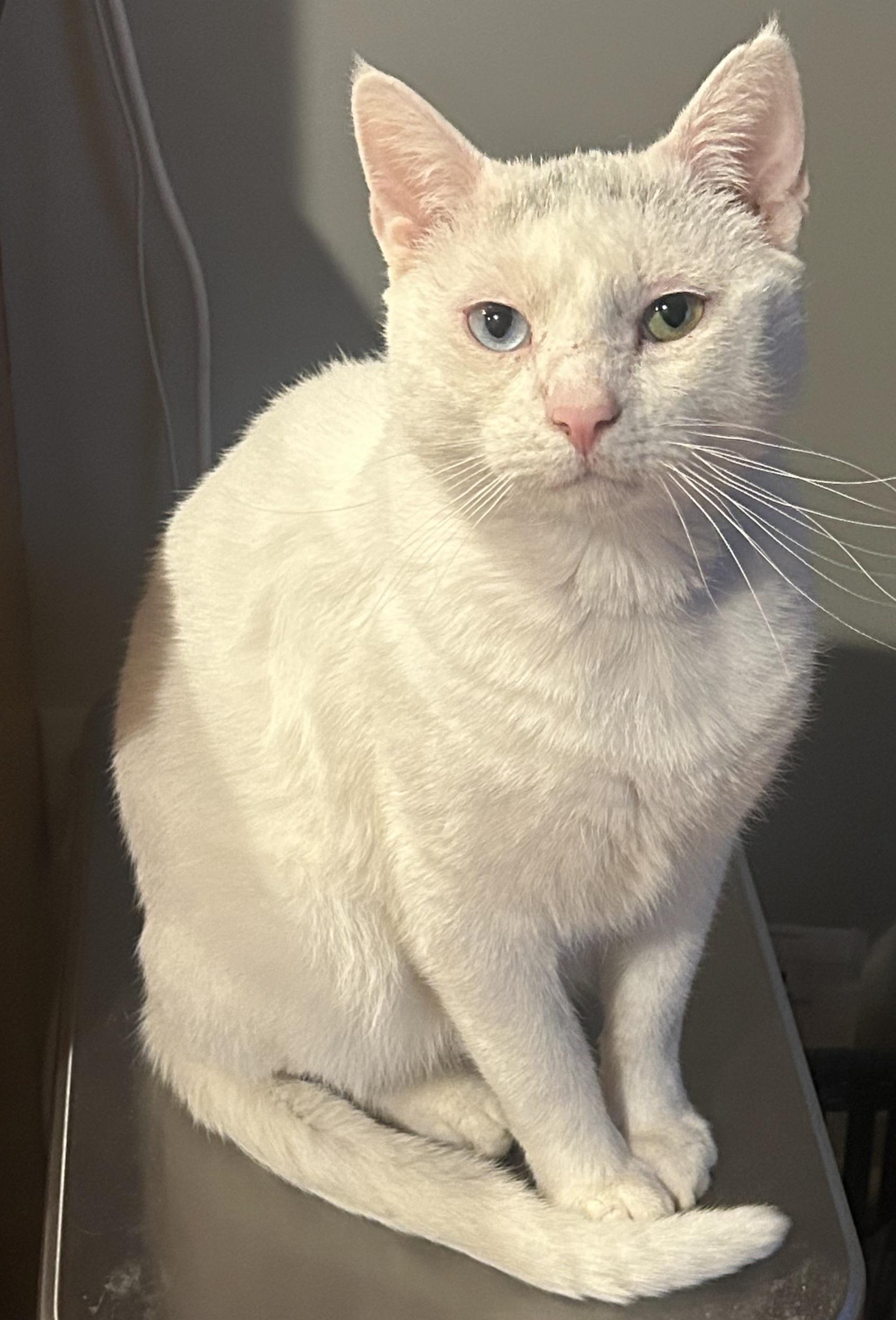 Coby, a ADOPTABLE Domestic Short Hair in Syracuse, NY image 3/5