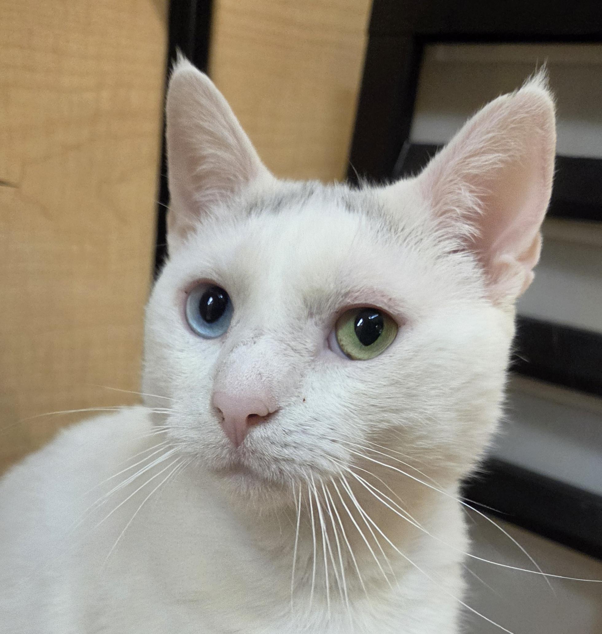 Coby, ADOPTABLE, Adult Male Domestic Short Hair.