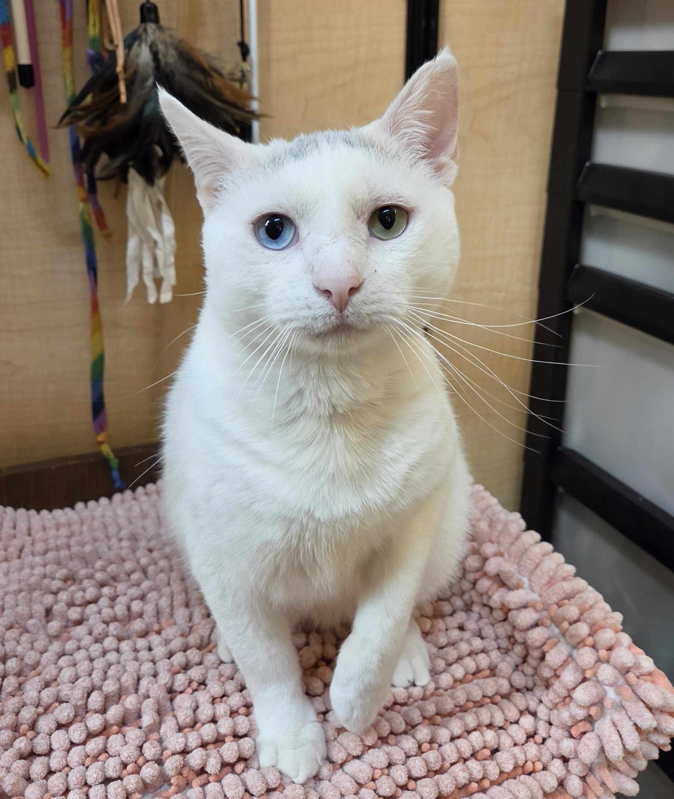 Coby, a ADOPTABLE Domestic Short Hair in Syracuse, NY image 4/5